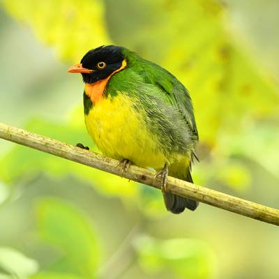 Orange-breasted fruiteater