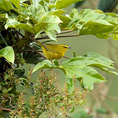 Black-crested warbler
