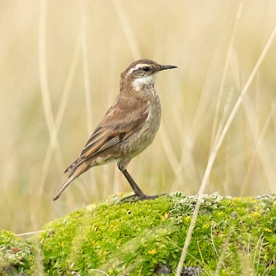 Chestnut-winged cinclodes