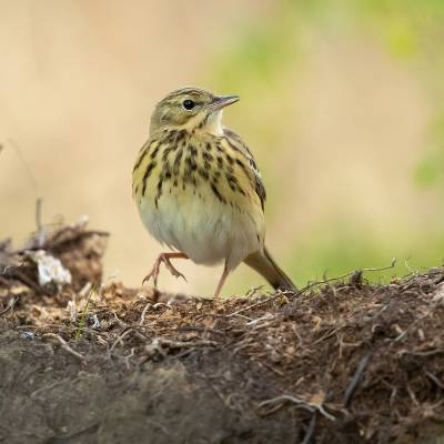 Tree pipit