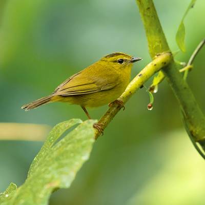 Choco warbler