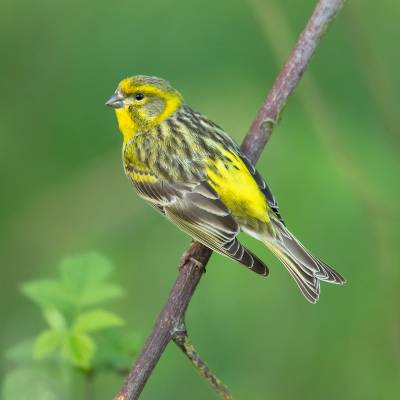 European serin