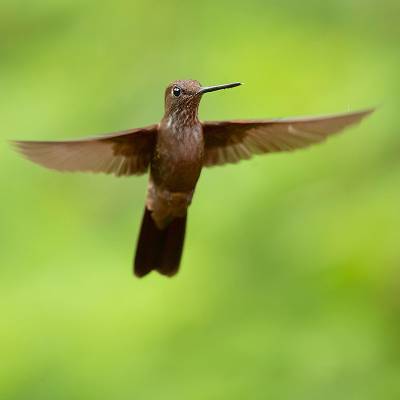 Bronzy inca