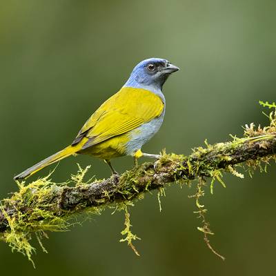 Blue-capped tanager