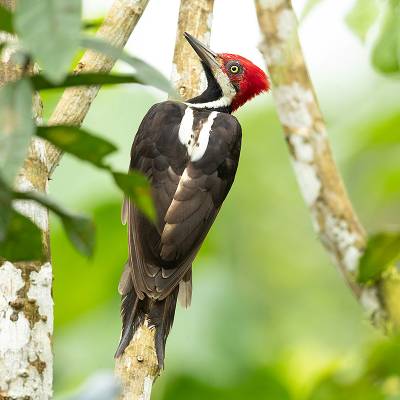 Crimson-crested woodpecker
