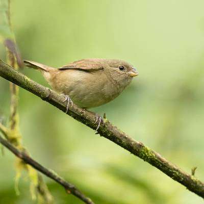 Dull-colored grassquit