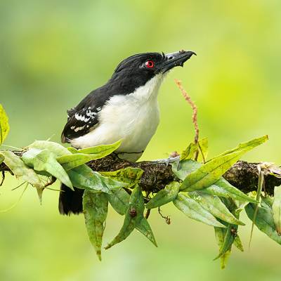 Great antshrike