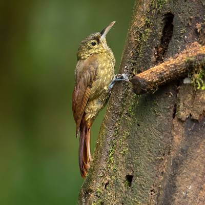 Spotted woodcreeper