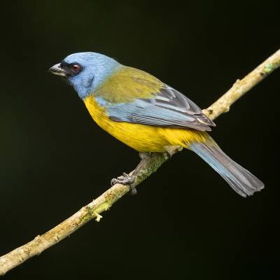 Blue-and-yellow tanager