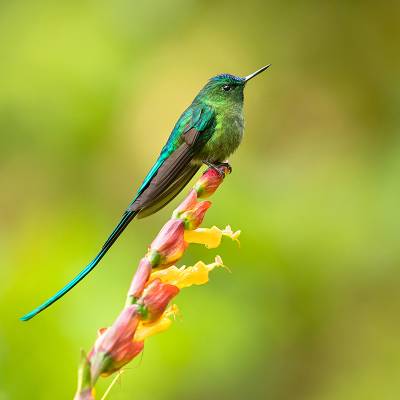 Violet-tailed sylph
