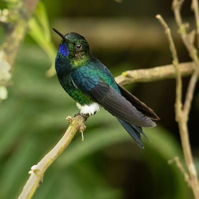 Black-breasted puffleg