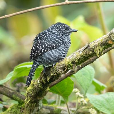Lined antshrike