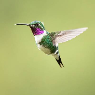 White-bellied woodstar