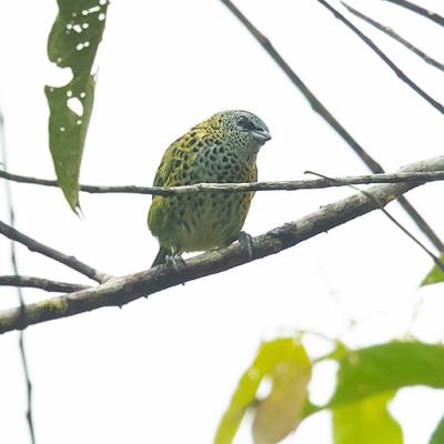 Spotted tanager