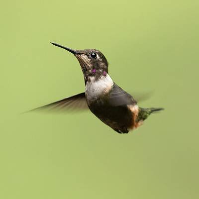 Purple-throated woodstar