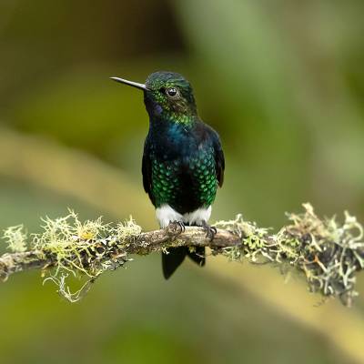 Black-breasted puffleg