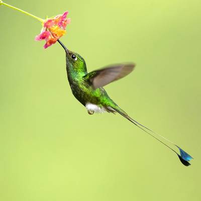 White-booted racket-tail