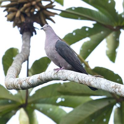 Plumbeous pigeon
