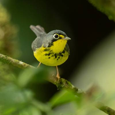 Canada warbler