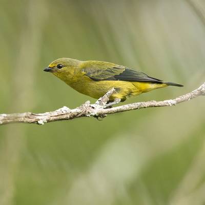 Golden-rumped euphonia