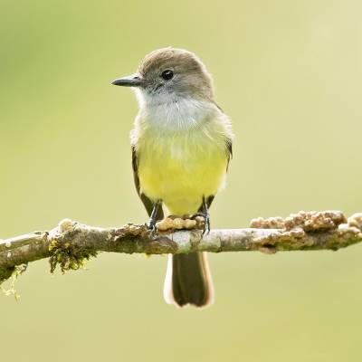 Pale-edged flycatcher
