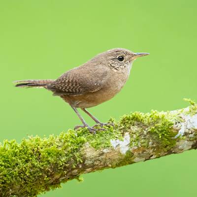 House wren