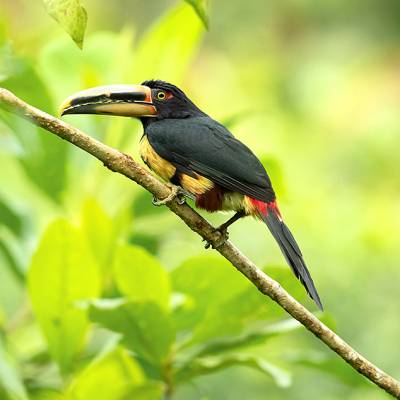 Pale-mandibled aracari
