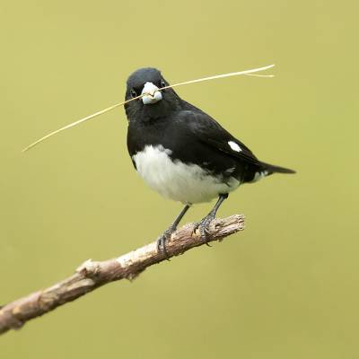 Black-and-white seedeater
