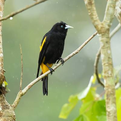 Yellow-rumped cacique