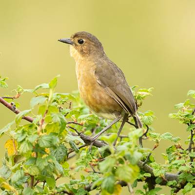 Tawny antpitta