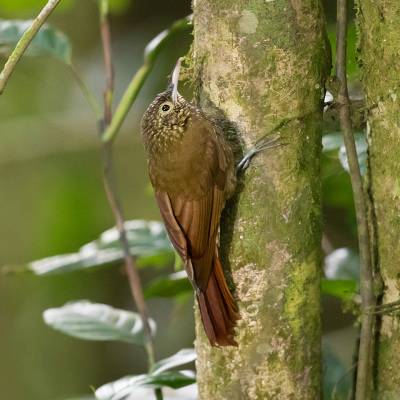 Olive-backed woodcreeper
