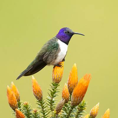 Ecuadorian hillstar