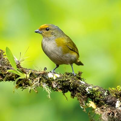 Bronze-green euphonia