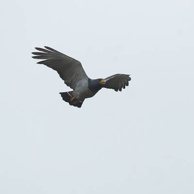 Barred hawk