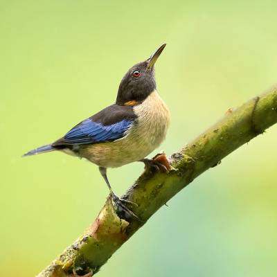 Golden-collared honeycreeper