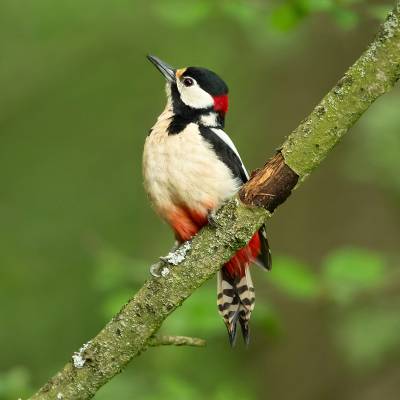Great spotted woodpecker