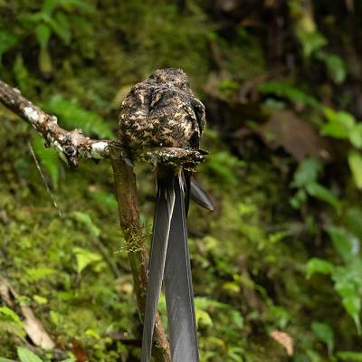 Lyre-tailed nightjar