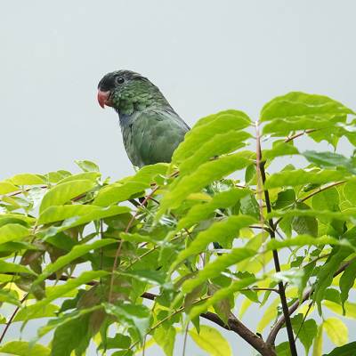 Red-billed parrot