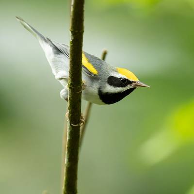 Golden-winged warbler