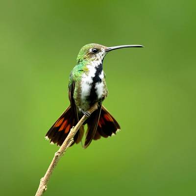 Black-throated mango