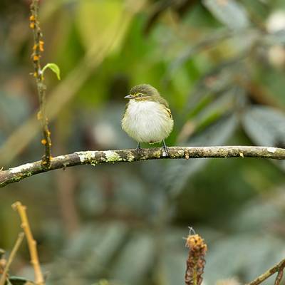 Choco tyrannulet