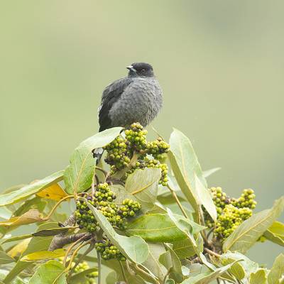 Red-crested cotinga