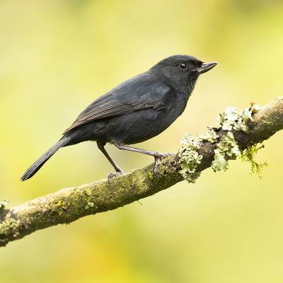 Black flowerpiercer