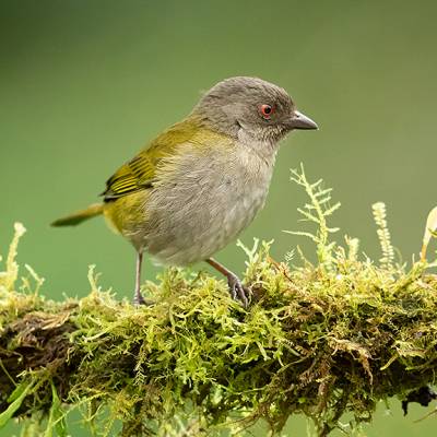 Dusky chlorospingus