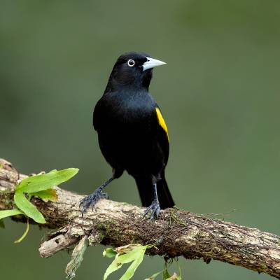Golden-winged cacique