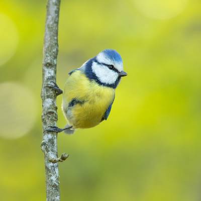 Eurasian blue tit