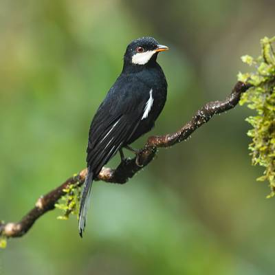 Black solitaire