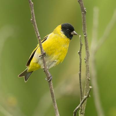 Hooded siskin