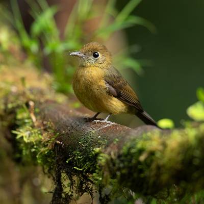 Tawny-breasted myiobius