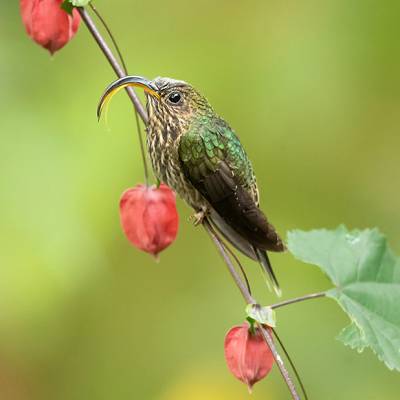 White-tipped sicklebill